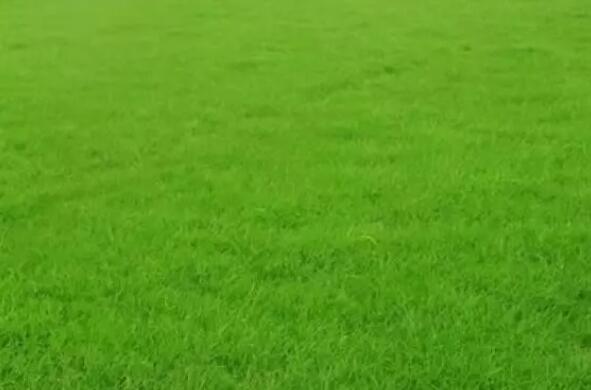 人造草坪的草毛形狀有哪些，有什么區(qū)別？